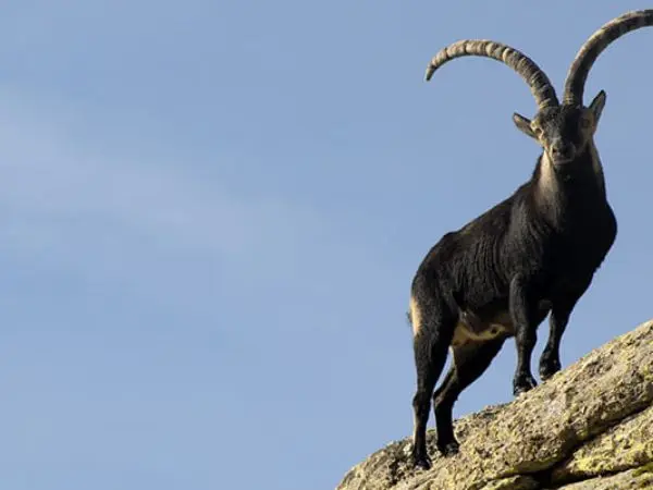 Where to find macho montes top 3 suppliers compared for you