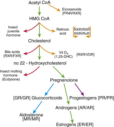 What affects 17 hydroxy production？ Key factors explained