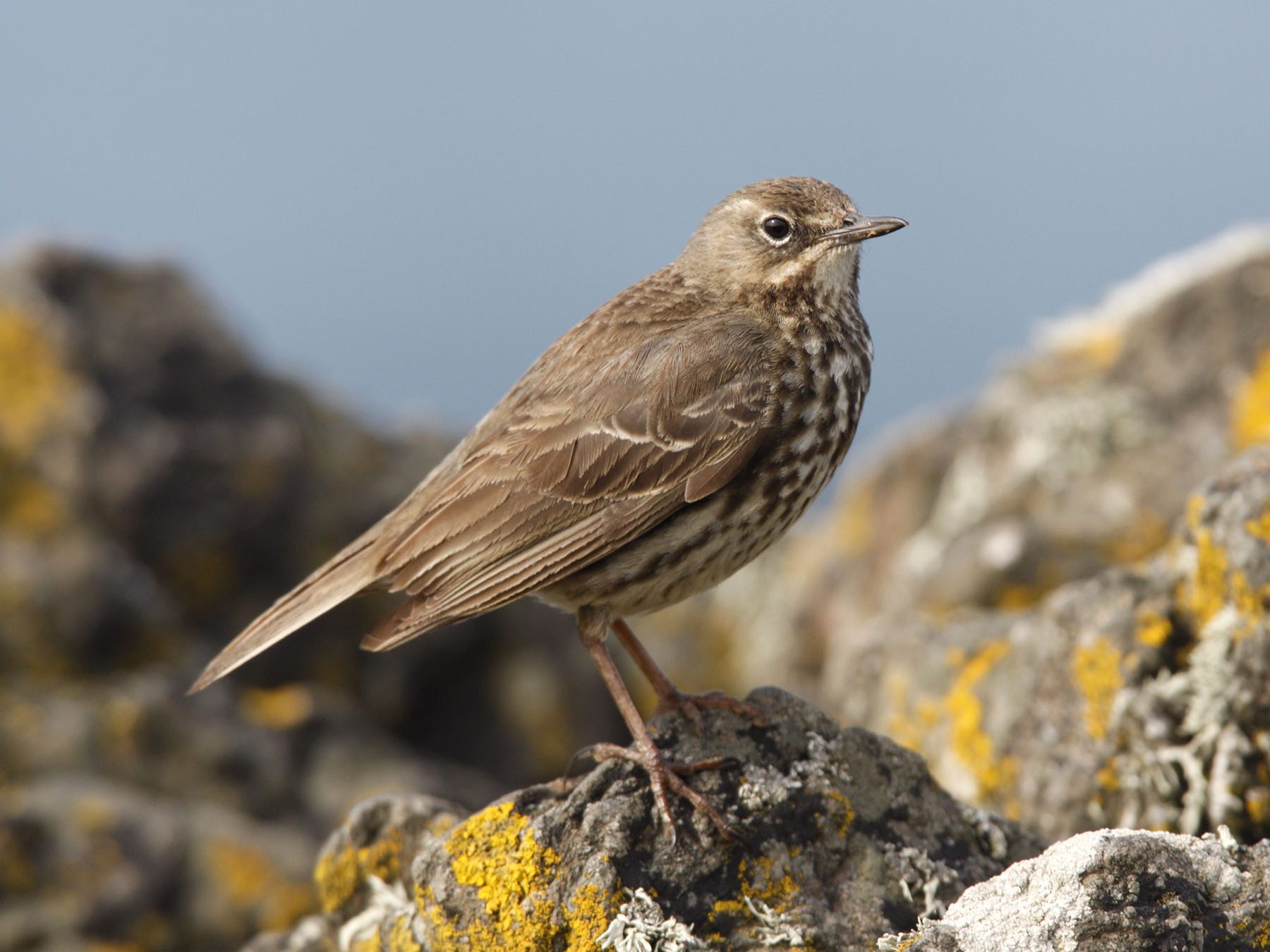 Is the rock pipit rare? Facts about its population status!