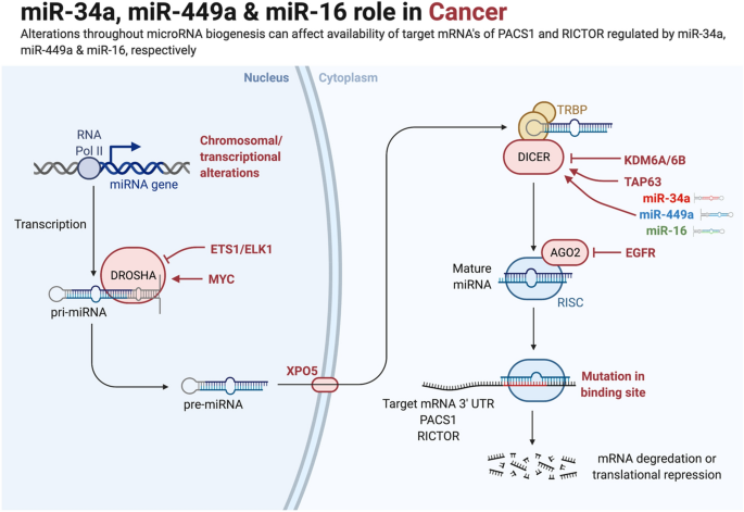 Whats new in notas mir 2025？ Latest updates revealed
