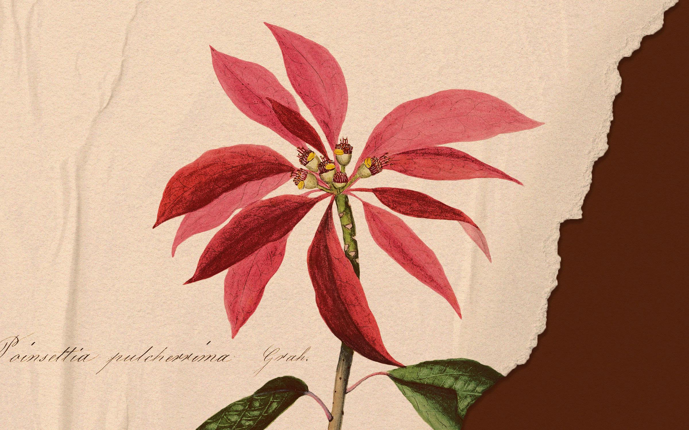 Thorny lea in history: What stories does this plant tell?