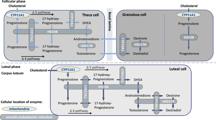 What affects 17 hydroxy production？ Key factors explained