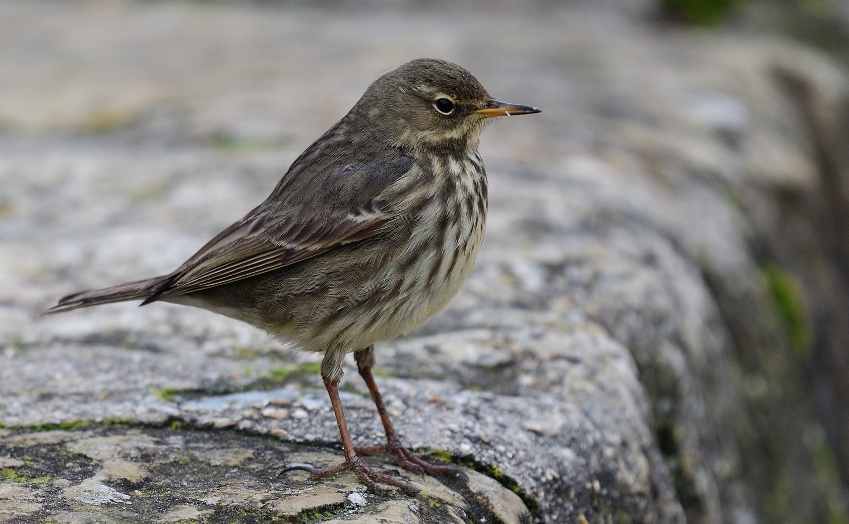 Is the rock pipit rare? Facts about its population status!