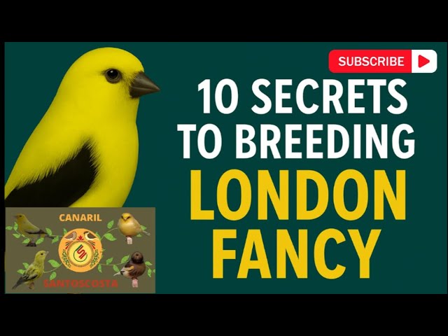 How do professional breeders achieve the legendary color of canarini viola？ Simple science explanation inside!