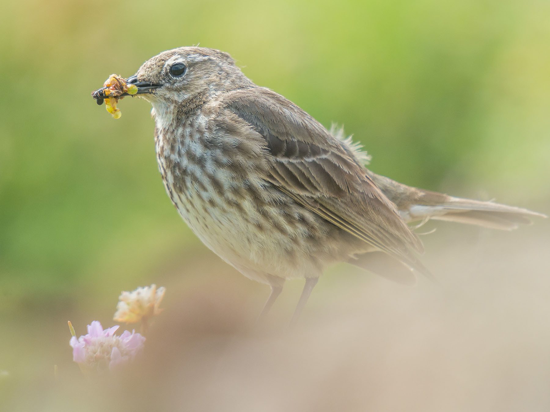 Is the rock pipit rare? Facts about its population status!