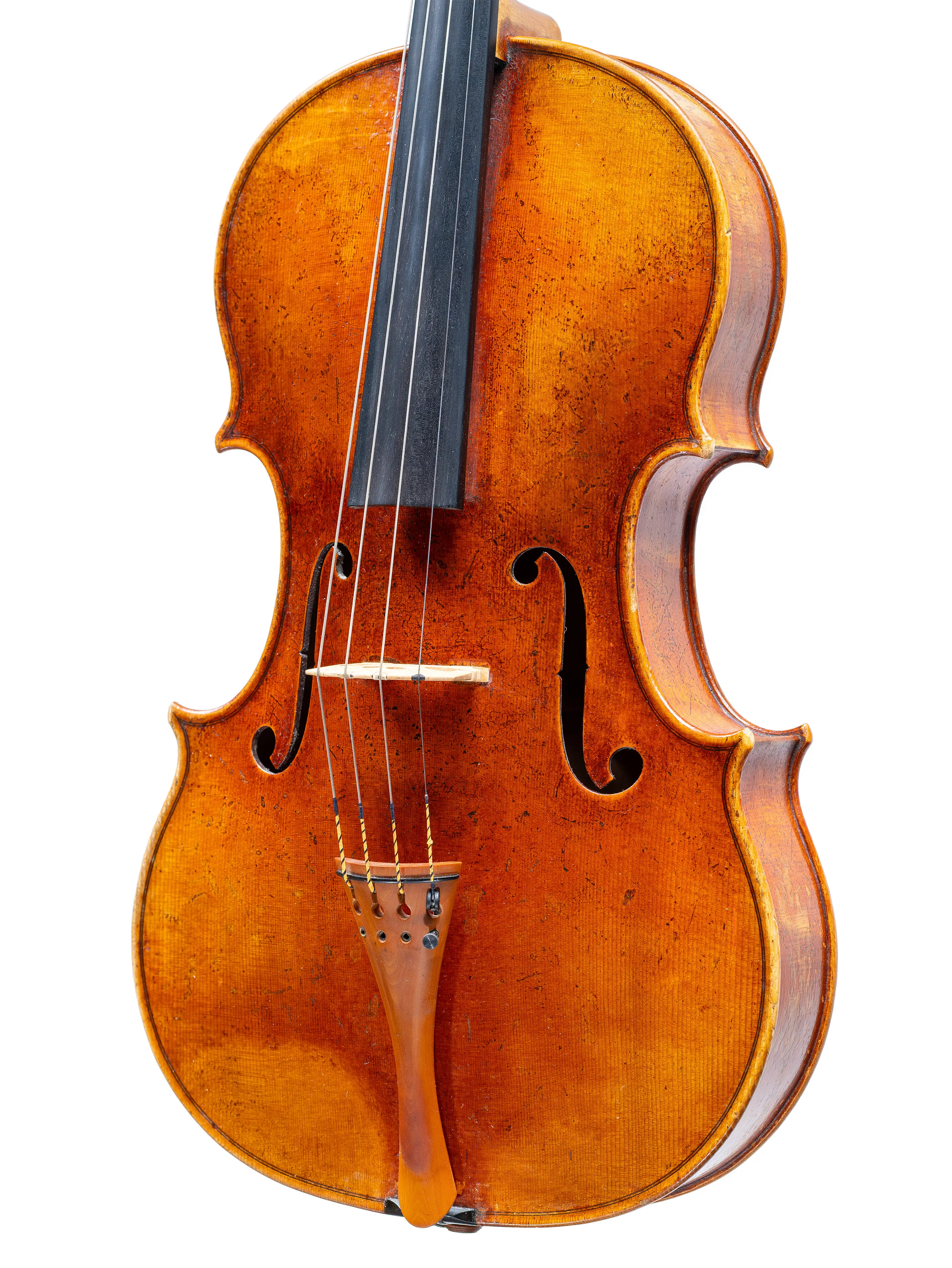 How do professional breeders achieve the legendary color of canarini viola？ Simple science explanation inside!