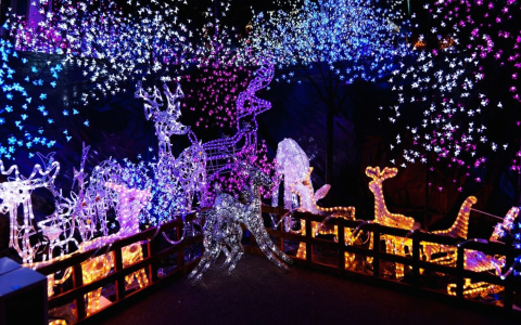 Top Australian Christmas Lighting Displays and Tips for Your Home