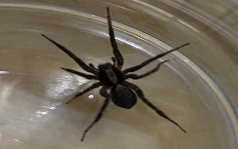 memphis tennessee spiders：spiders in memphis, tennessee
