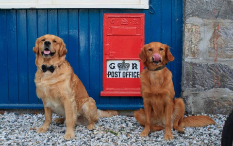 golden retriever puzzles：puzzle games featuring golden retrievers