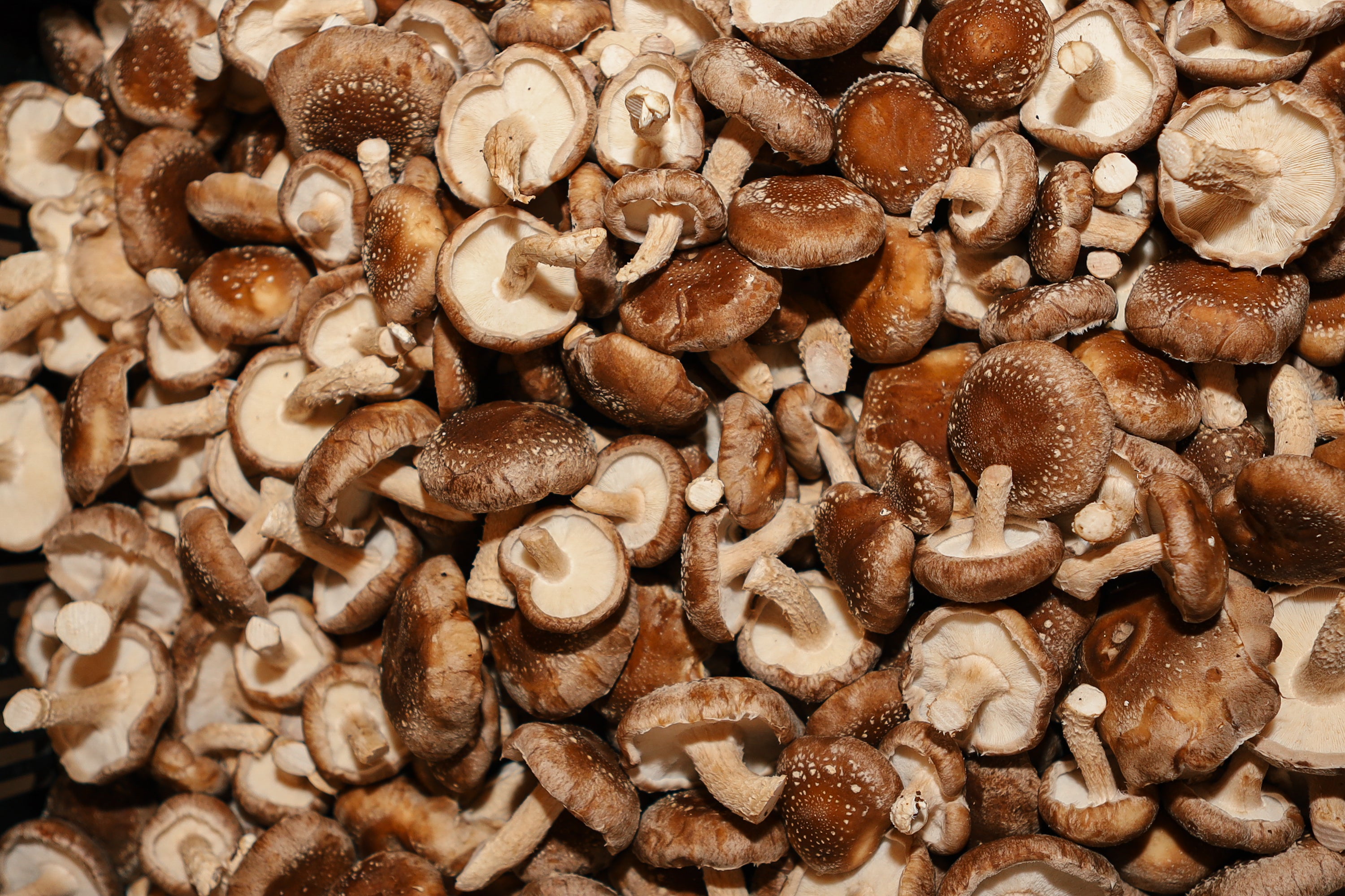 how long are shiitake mushrooms good for：how long can shiitake mushrooms last？