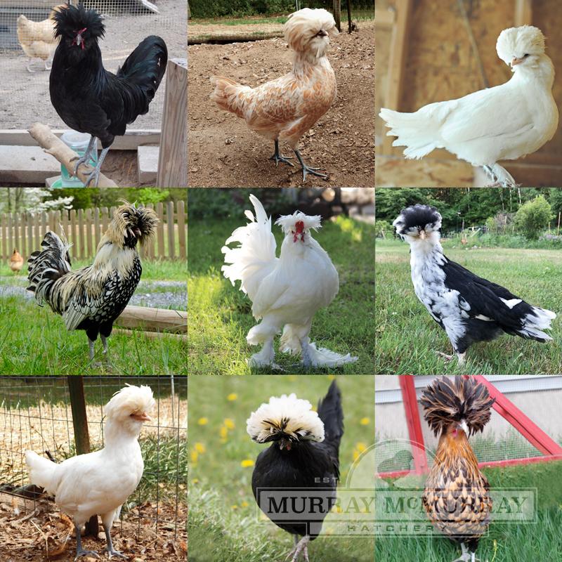 top hat chickens:the great chicken adventure bajar