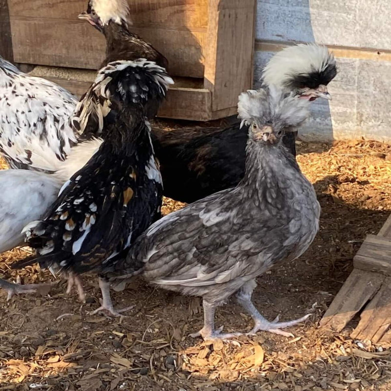 top hat chickens:the great chicken adventure bajar